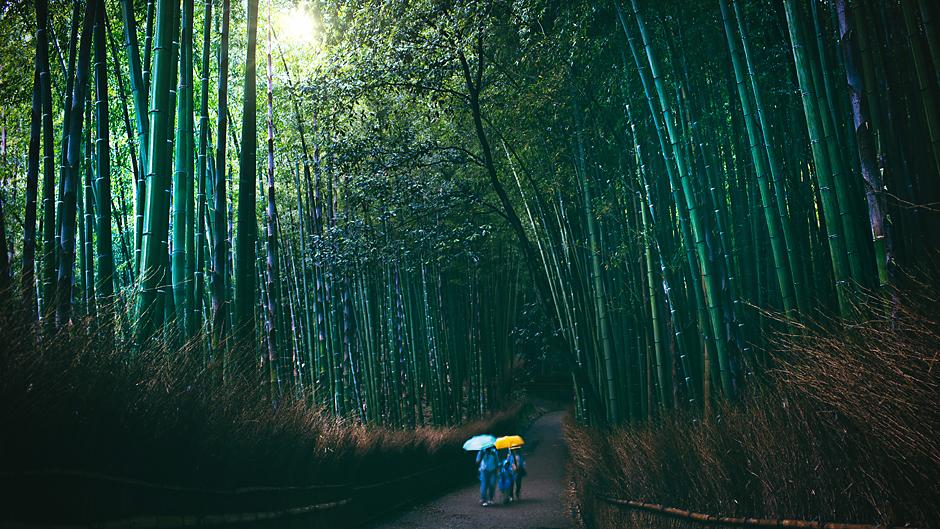 Kyoto, Japan bamboo forrest